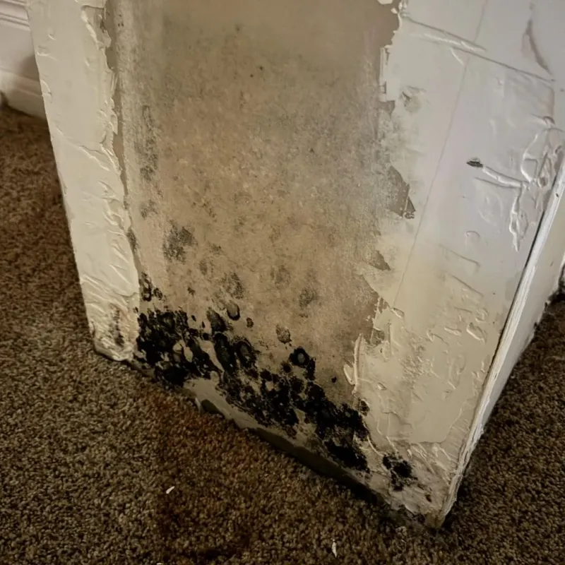 Professional Mold Removal in Mountain View, HI